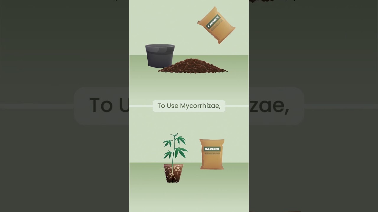 Magic Mycorrhizae: Supercharge Your Cannabis Roots