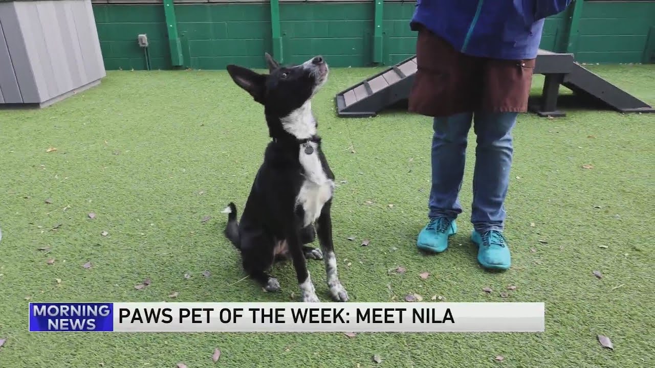 PAWS Chicago Pet of the Week: Meet Nila