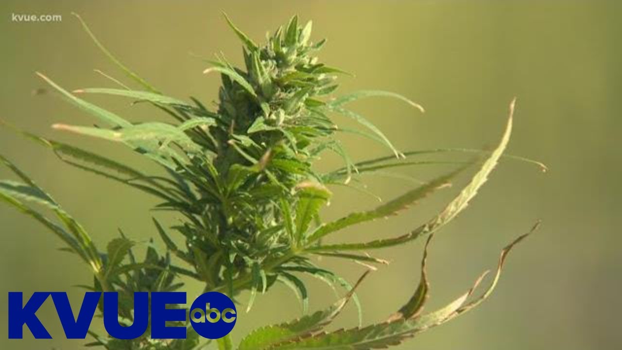 First hemp harvest in Central Texas in years | KVUE