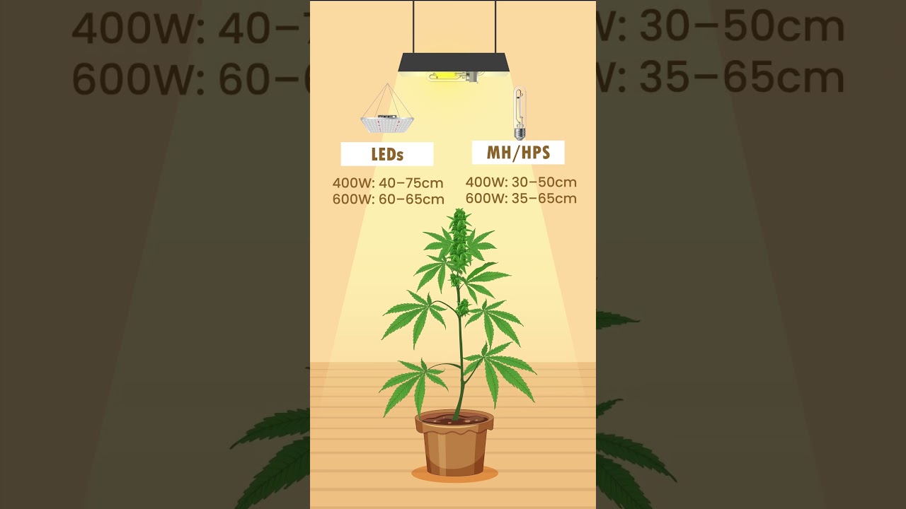 Stop the Stretch! Prevent Cannabis Plants from Overgrowing