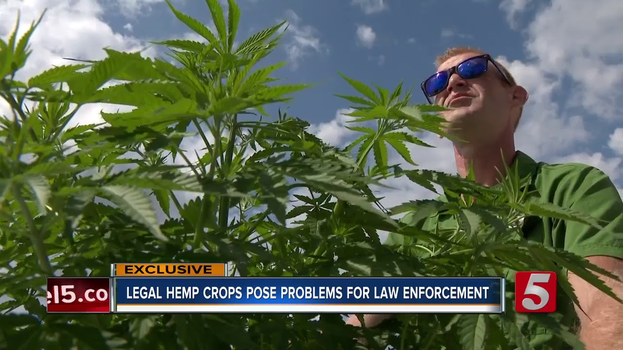 Legal Hemp Crops In Tennessee Pose Problems For Law Enforcement