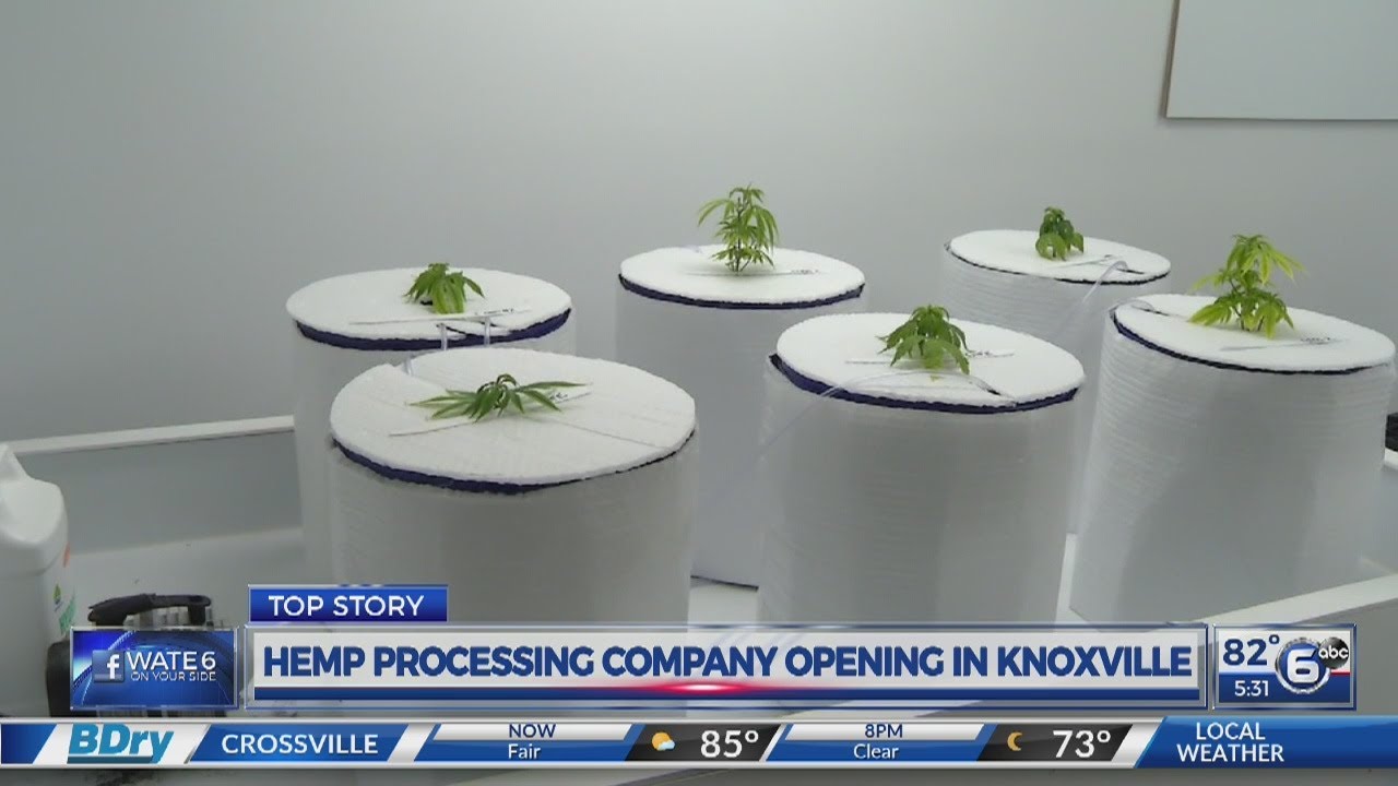 Hemp processing company opening in Knoxville