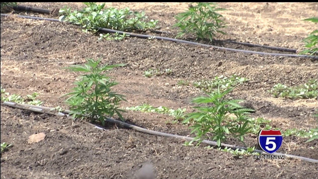 Hemp farms tell marijuana smokers: 'Hemp won't get you high'