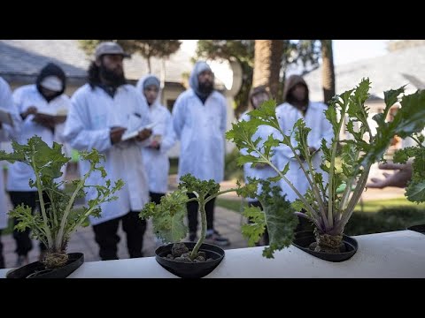 'A cannabis academy' bets on South Africa's pot potential