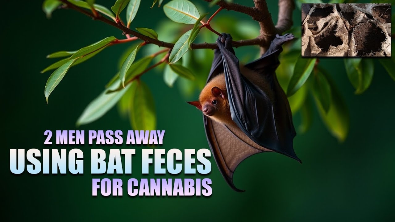 2 New York Men pass away from Pneumonia After Using Bat Poop to Grow Cannabis