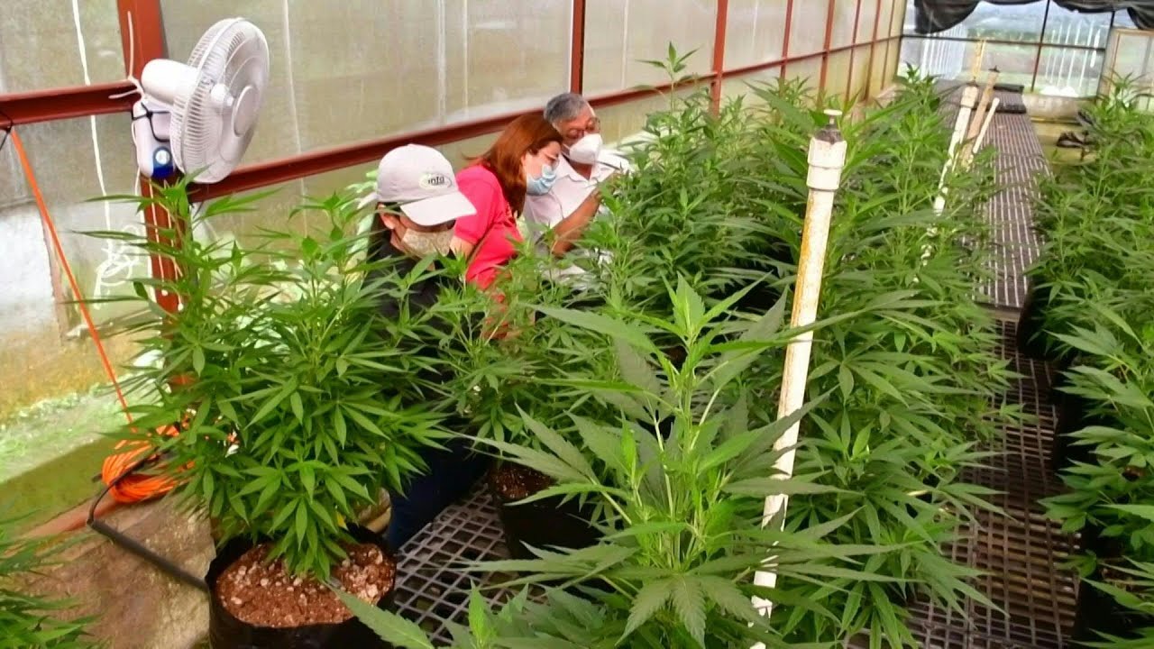 Costa Rica govt lab grows hemp as Congress discusses legalising medicinal cannabis | AFP