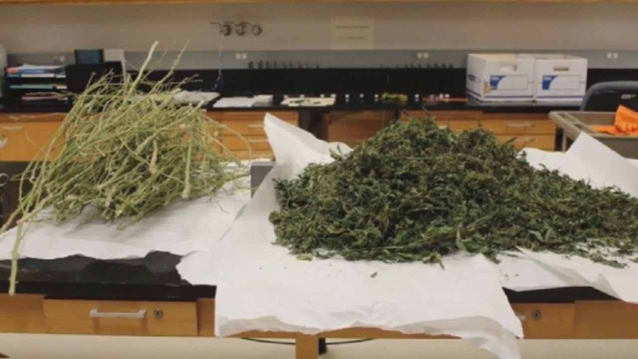 Houston's crime lab can now differentiate between hemp and marijuana