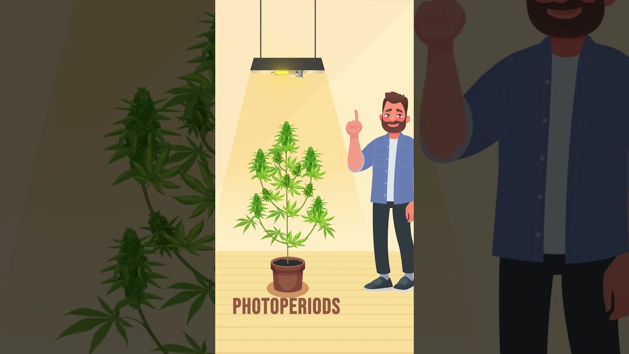 What's Best for You? Autoflower vs. Feminized?