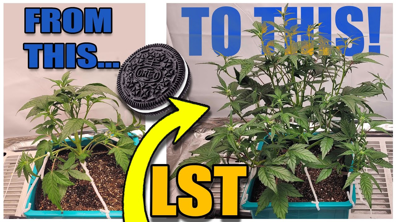 E.8 – LST REALLY WORKS on AUTOFLOWERS – OREOz – in the AIRCUBE – Using MARSHYDRO 5×5 w/ Fc8000