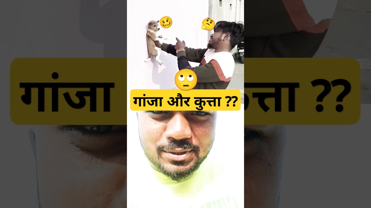 गांजा और कुत्ता 😱😂 #comedy #funny #ajaypoper #shorts #youtubeshorts