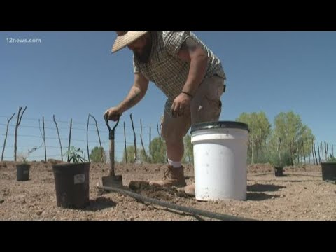 The hemp business is booming in Arizona, but farmers remain cautious