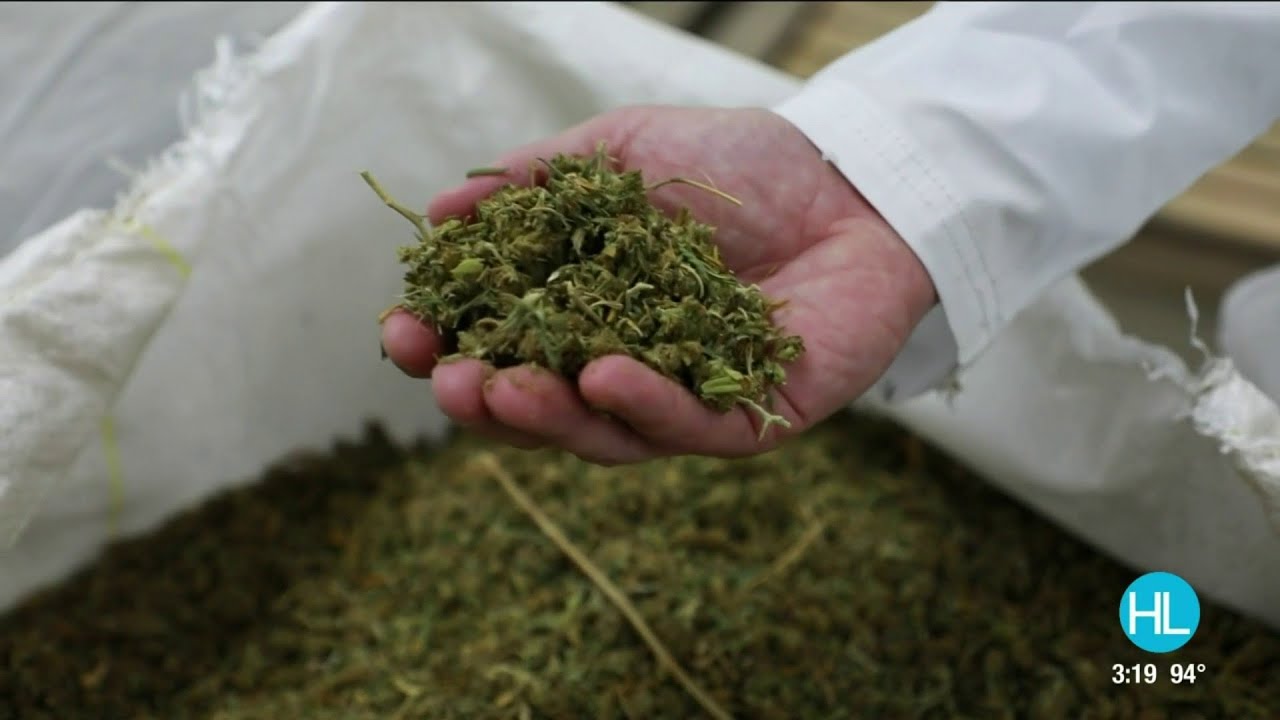 A tour of Texas’ first and largest hemp processing facility in Houston | HOUSTON LIFE | KPRC 2