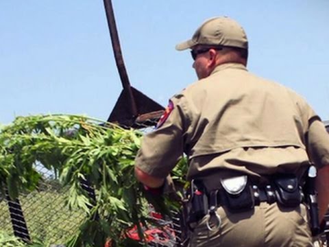 Massive Texas marijuana bust could make state history