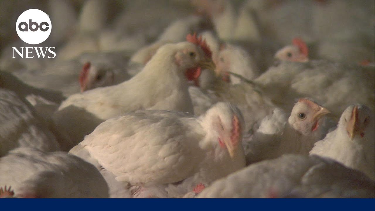 Bird flu mutated inside US patient: CDC