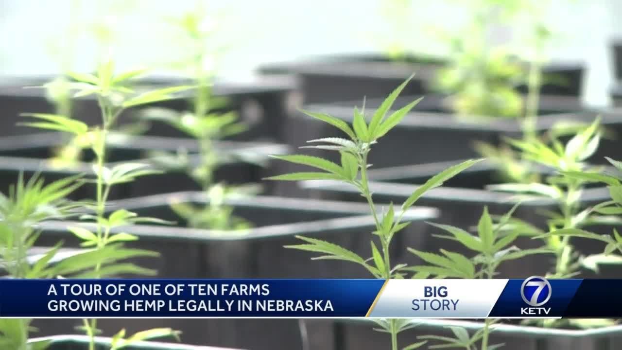 First look inside one of 10 farms licensed to grow hemp in the state