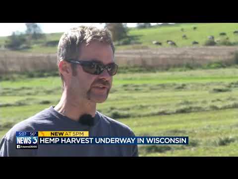 Farmers pour time, money and aspirations into hemp, as the harvest season is underway