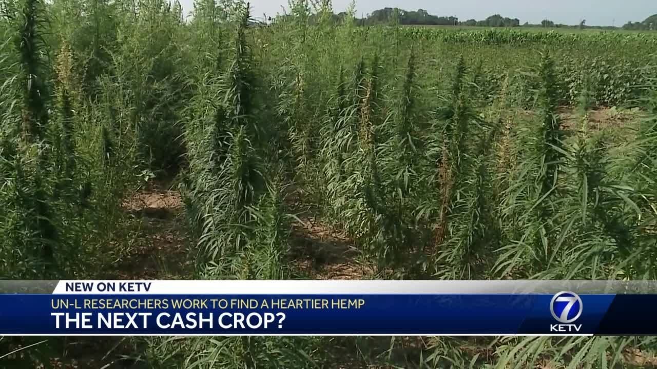 UN-L researchers work to find a heartier hemp